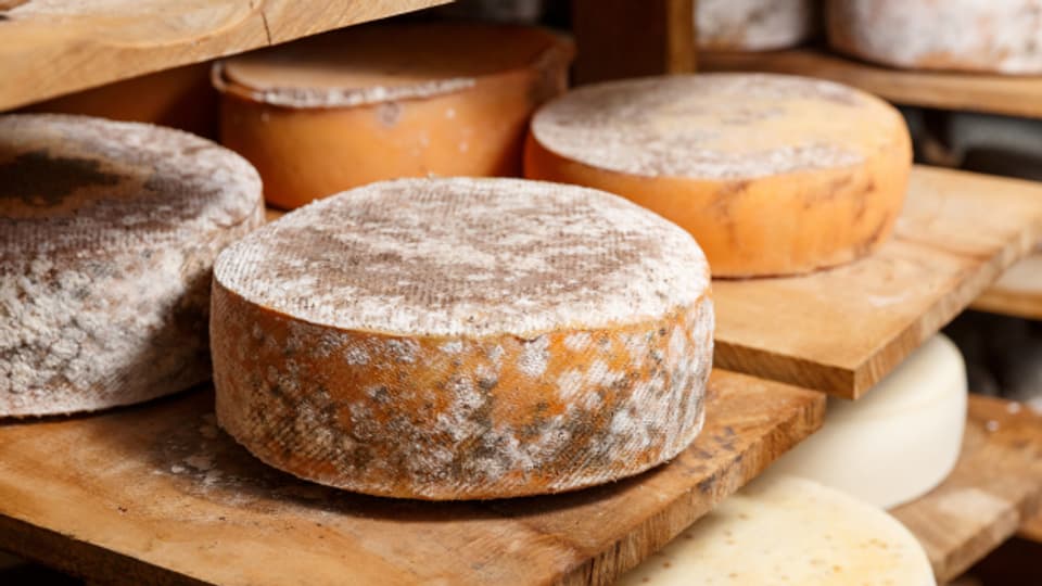 Um Käse herstellen zu können, braucht es Lab und Milchsäurebakterien.