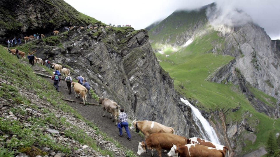 Wie jedes Jahr treiben Sennen anlässlich des traditionellen Alpaufzugs ihre Kühe von Adelboden durch die steilen Felswände auf die Engstligenalp.