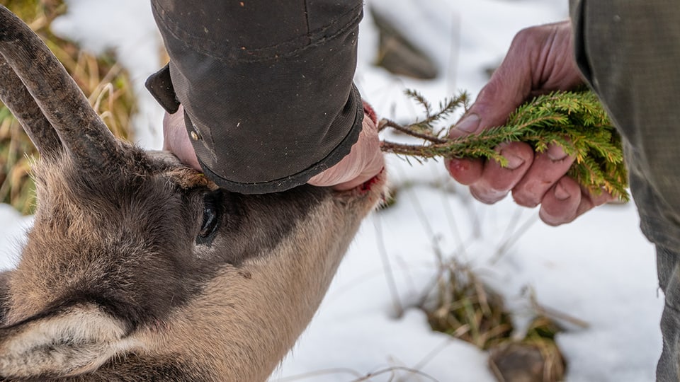 Der letzte Bissen – ein Ritual mit dem Jäger Andreas Käslin seine Wertschätzung für das erlegte Wildtier zeigt.