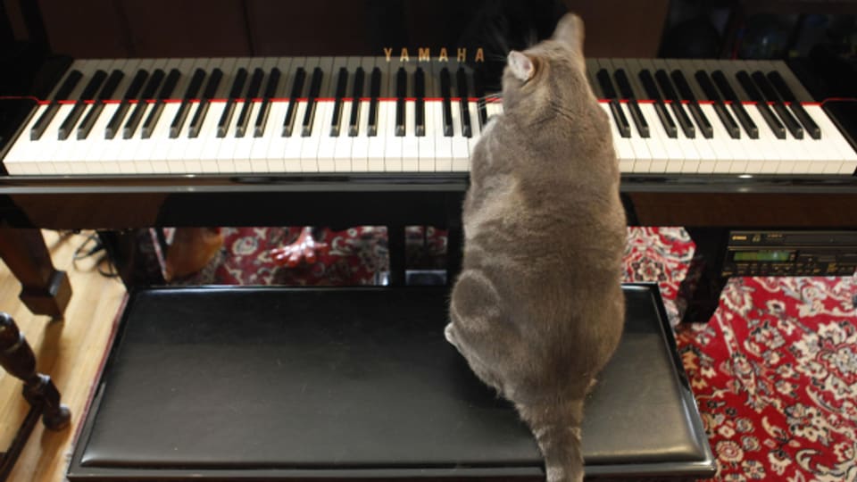 Musik und Katzen passen zueinander.