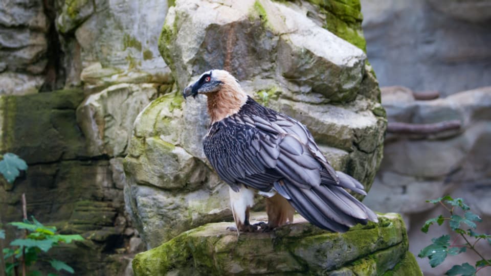 Der Bartgeier zählt zu den grössten flugfähigen Vögeln der Welt.