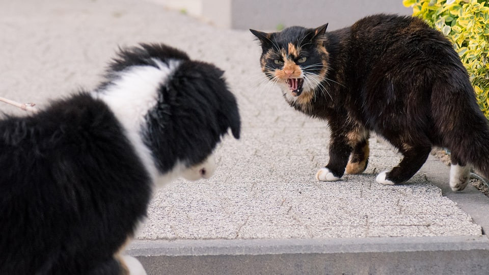 Hund und Katze sind nicht immer ein Herz und eine Seele.