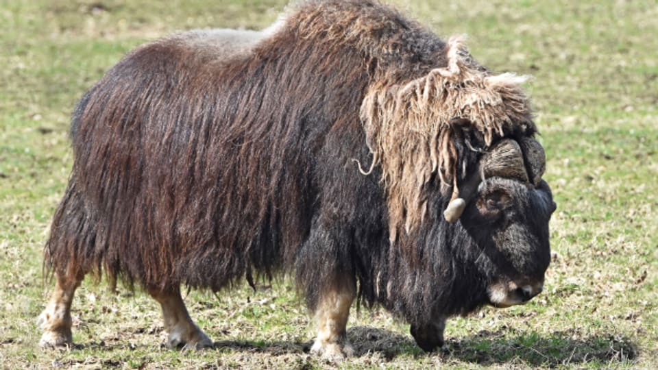 Der Moschusochse Toni im Tierpark Dählhölzli war ein Wüterich.