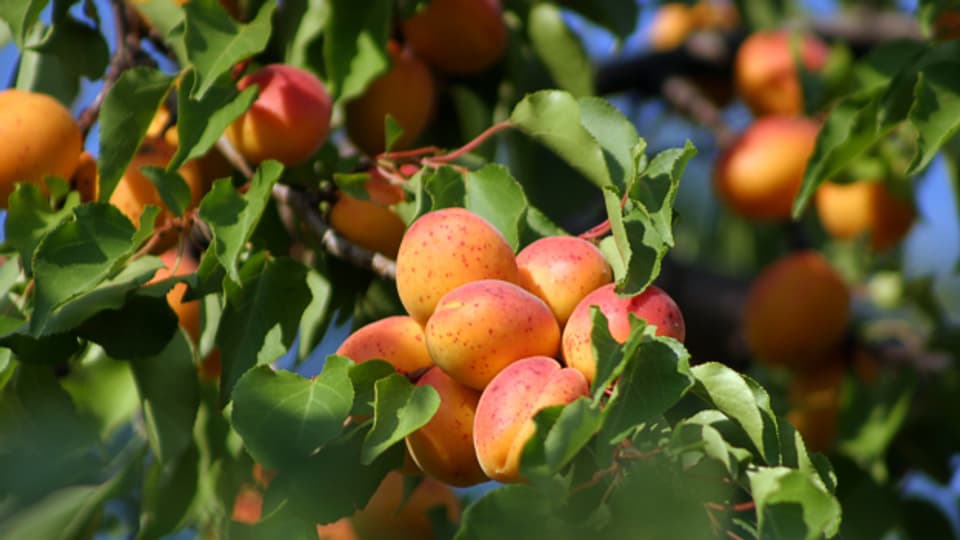 Die Walliser Aprikose «Ämrich» - Schwiiz und dütlich - SRF