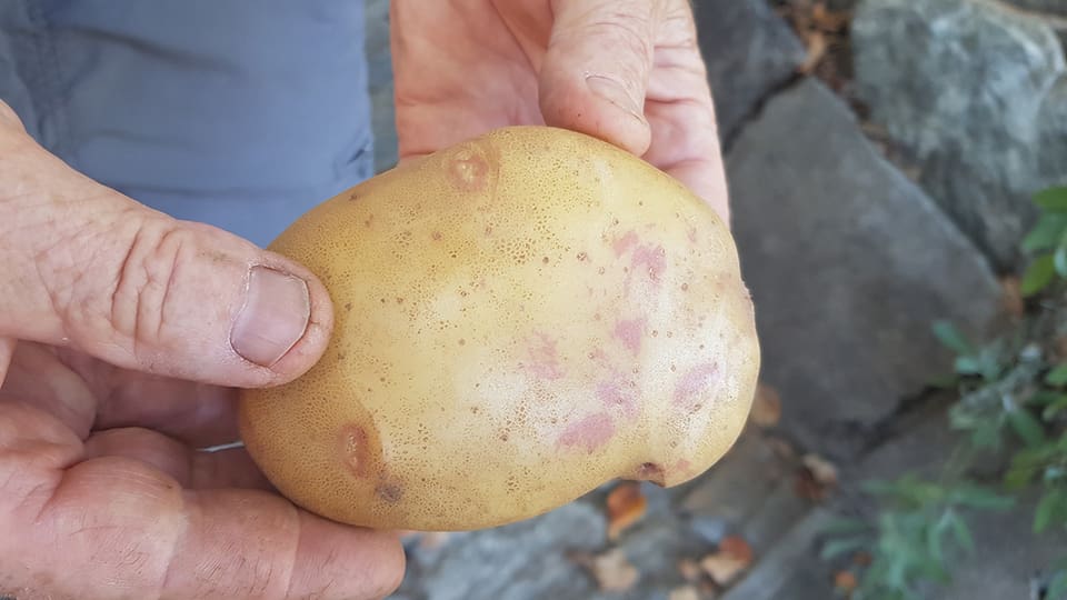 Typisch für die Fläcker-Kartoffel sind die helle Haut und die weinroten Flecken.