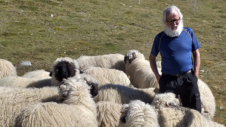 Die Schwarznasen-Schafe sind sehr zutraulich. Das schätzt Amadé Leiggener sehr, wenn er alleine auf der Alp ist.