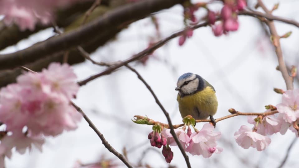 Das Vogelgezwitscher im Frühling wird auch in Jodelliedern viel besungen.