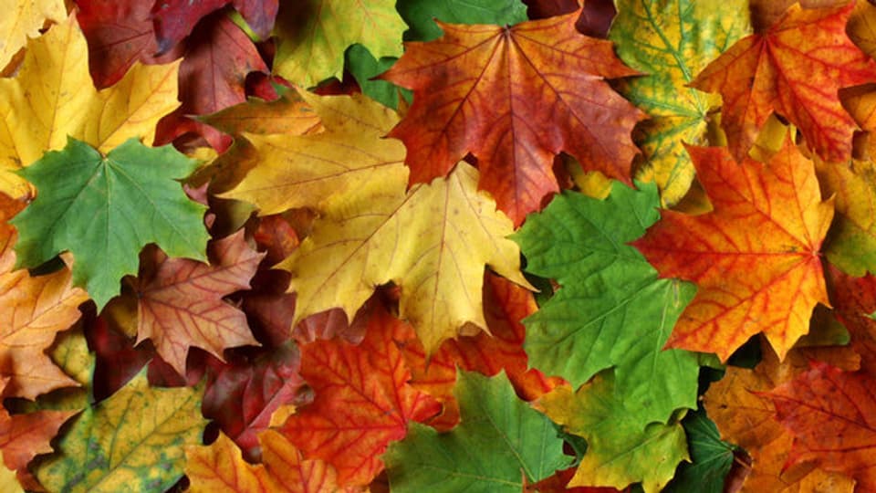Der Herbst beschert uns herrliche Farbtupfer.