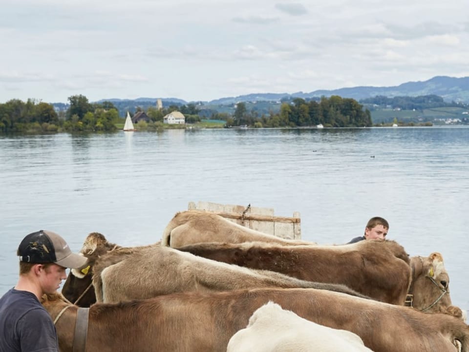 Kühe stehen auf dem Boot, im Hintergrund ist die Insel Ufenau zu sehen.