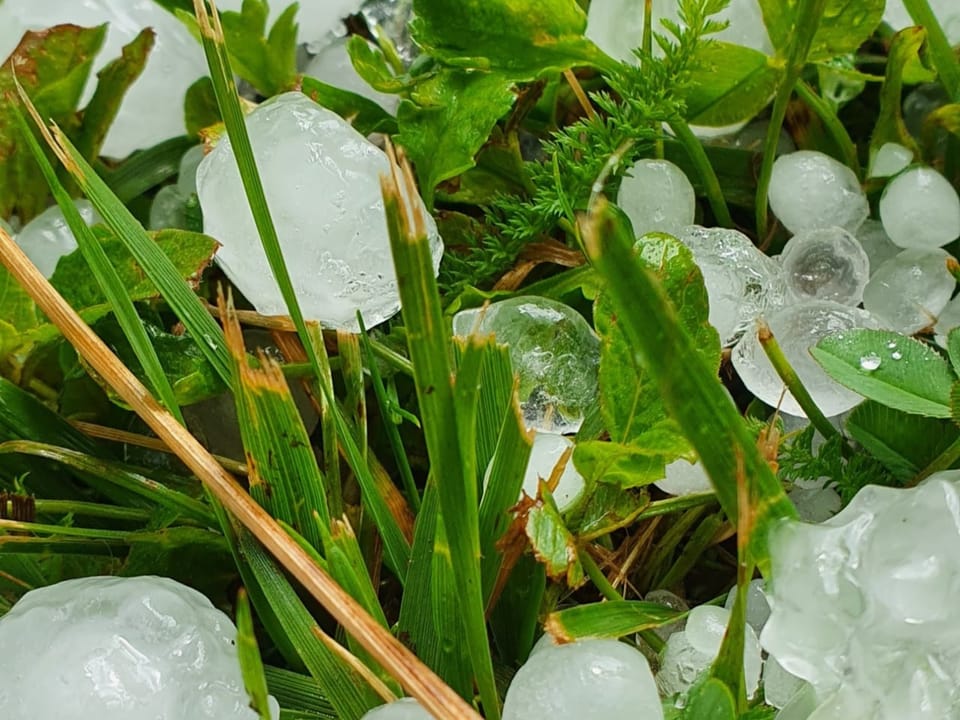 Grosse  Hagelkörner im Gras