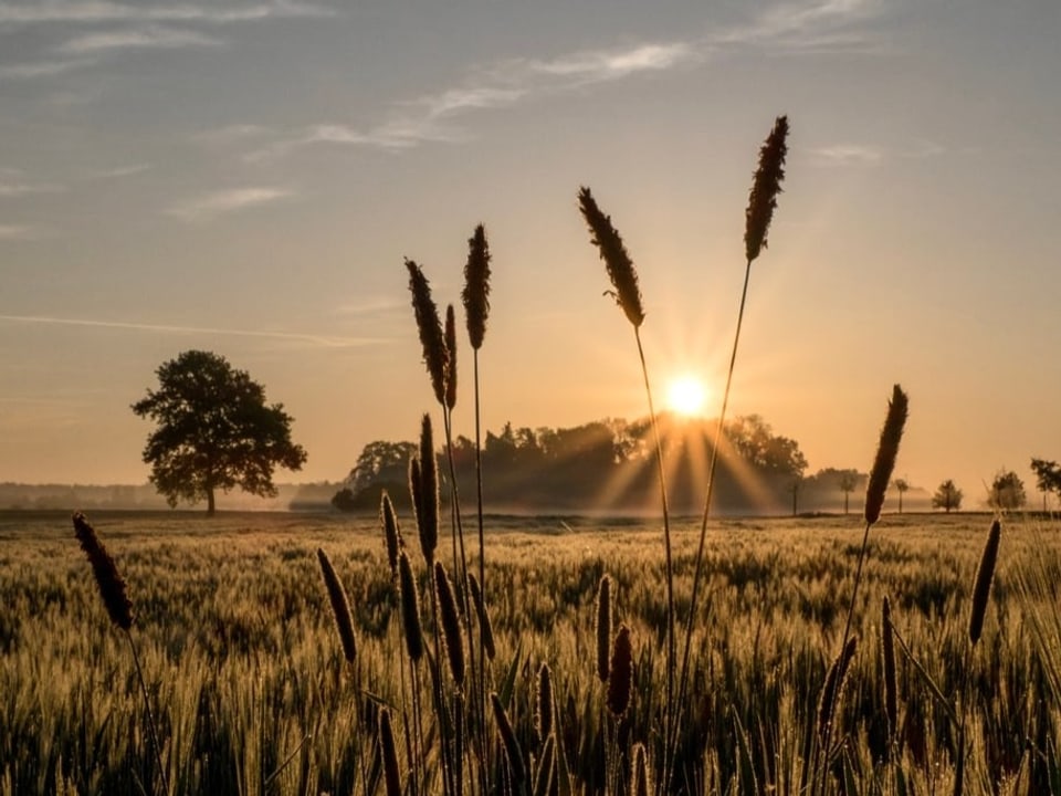 Im Vordergrund Getreideähren eines Feldes, am Horizont geht golden die Sonne auf.