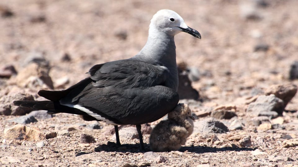 Ein Vogel mit einem Küken in karger Landschaft.