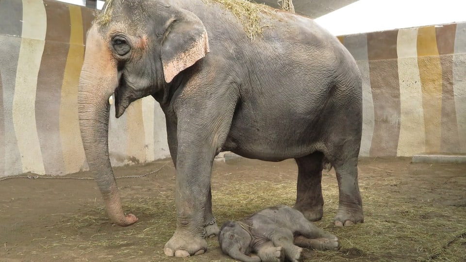 Elefant mit Mutter