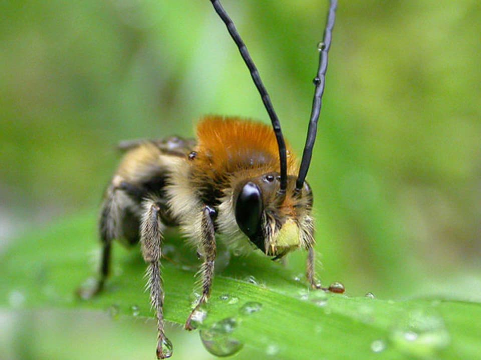 Langhornbiene auf einem Blatt. 