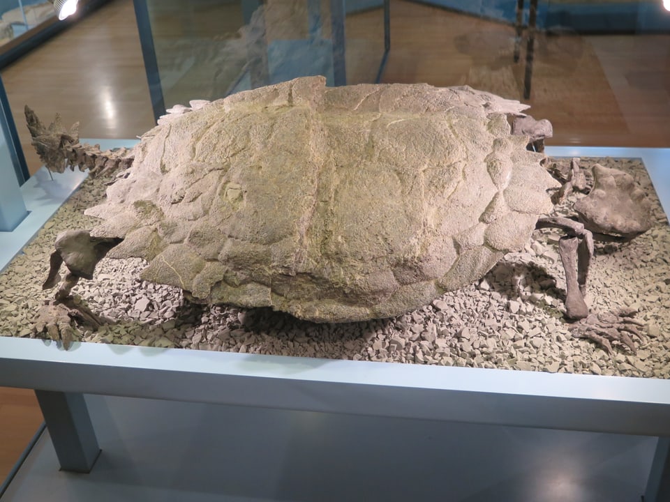 Versteinertes Schildkröten-Fossil