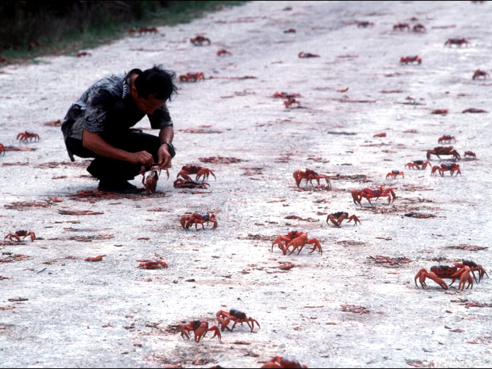 Ein Mann hebt Krabbe von einer Strasse auf, wo andere zerquetschte Tiere liegen.