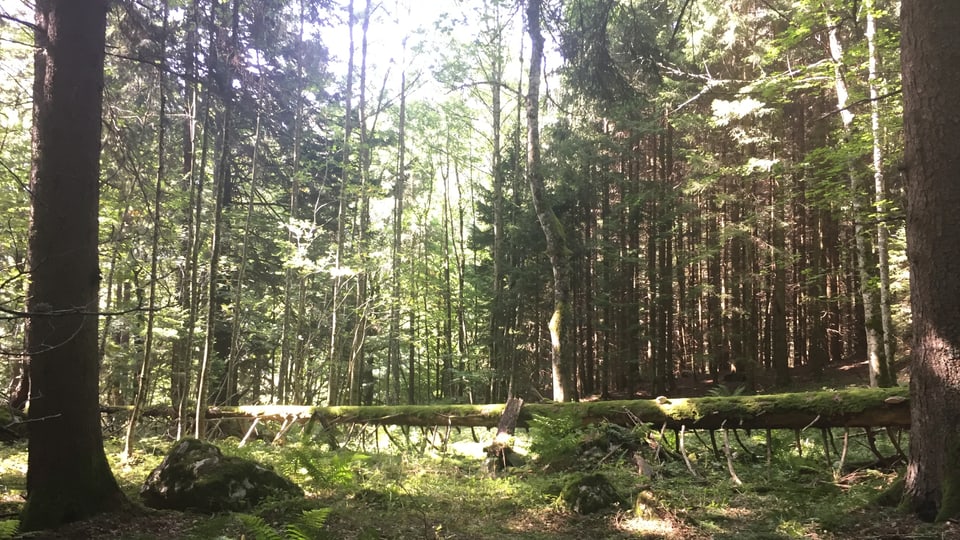 Ein umgestürzter Baum wird im Waldreservat liegen gelassen.