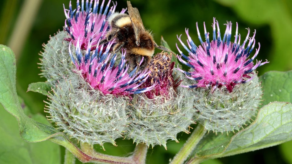 Eine Hummel auf einer Pflanze