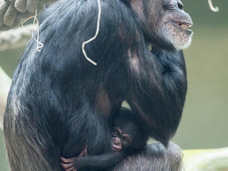 Das kliene Aeffchen klammert sich an der Schimpansen-Mutter fest