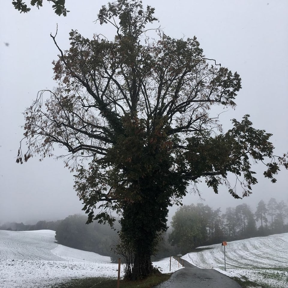 Baum im Nebel.