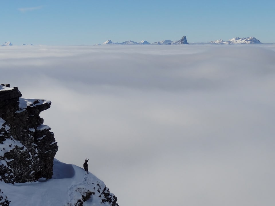 Am linken unteren Bildrand ein verschneiter Felsvorsprung mit einem Steinbock darauf. Im Hintergrund ein herrliches Nebelmeer mit wenigen Berggipfeln die herausragen. Darüber ein wolkenloser Himmel.