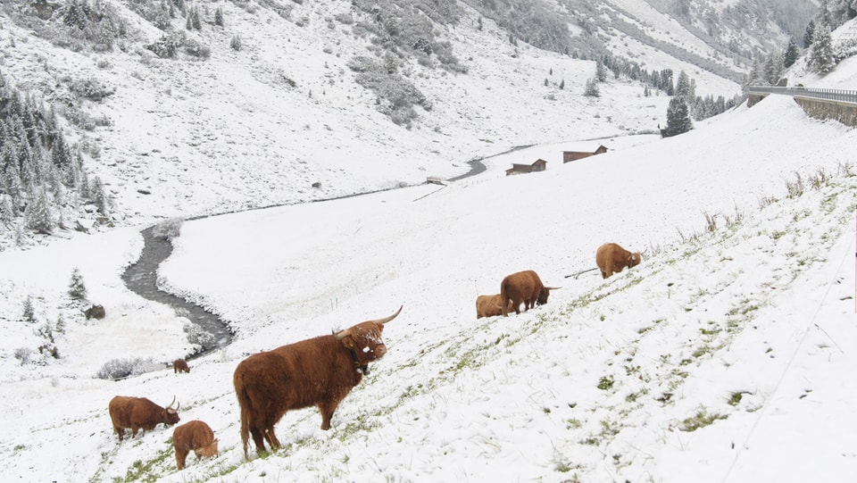 Hochlandrinder stehen im Schnee, dahinter Strasse und Berg