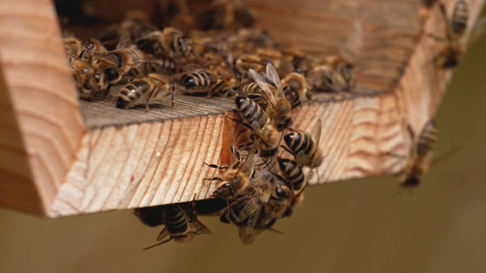 Mehr als ein bisschen Summen Bienenvolk auf Holzstück