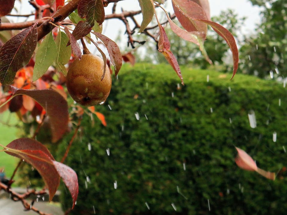 Regentropfen treffen eine Hecke und die Blätter eines Birnbaumes..
