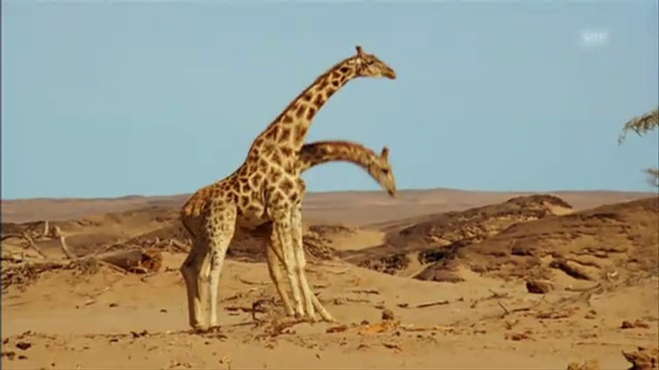 Flirten in afrika
