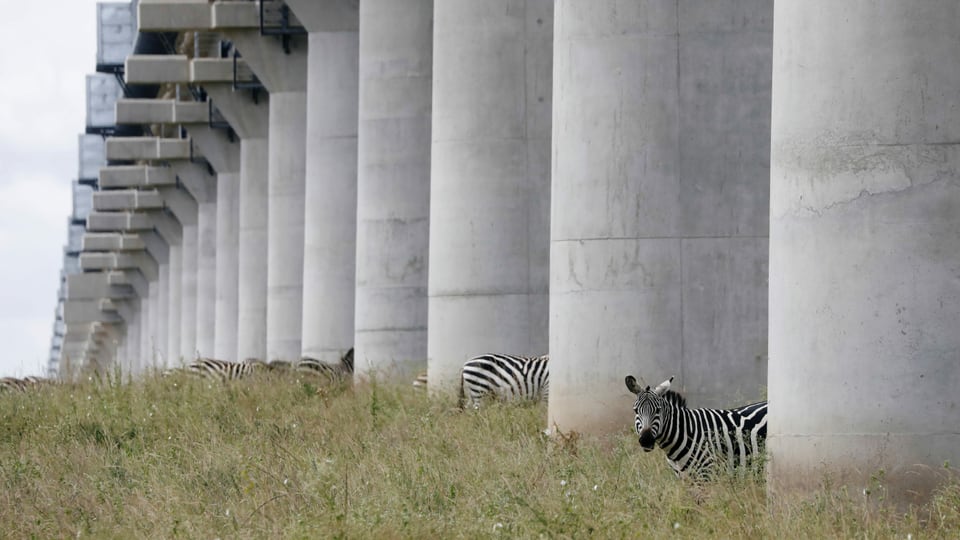 Zebras im Nationalpark von Nairobi