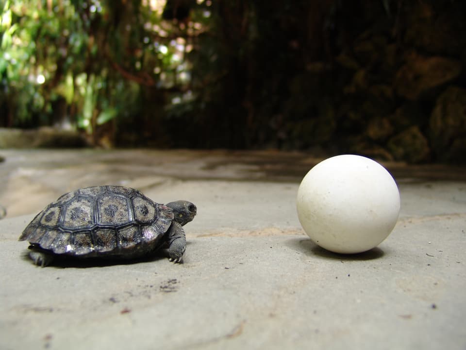 Eine junge Galapagos-Riesenschildkröte neben einem Ei.