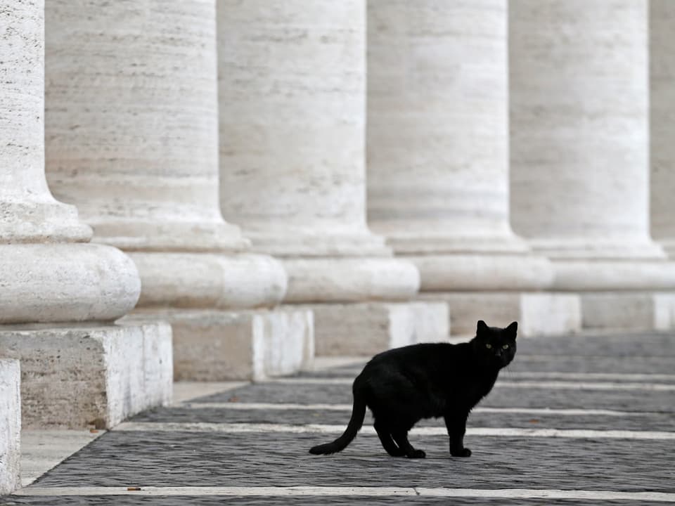 Schwarze Katze vor weissen Säulen. 