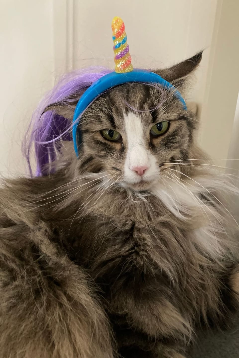 Katze mit farbigem Einhorn auf dem Kopf.