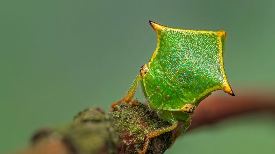 ein giftgrüner Käfer sitzt auf einem Zweig