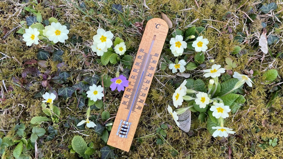 Thermometer in der Frühlingswiese