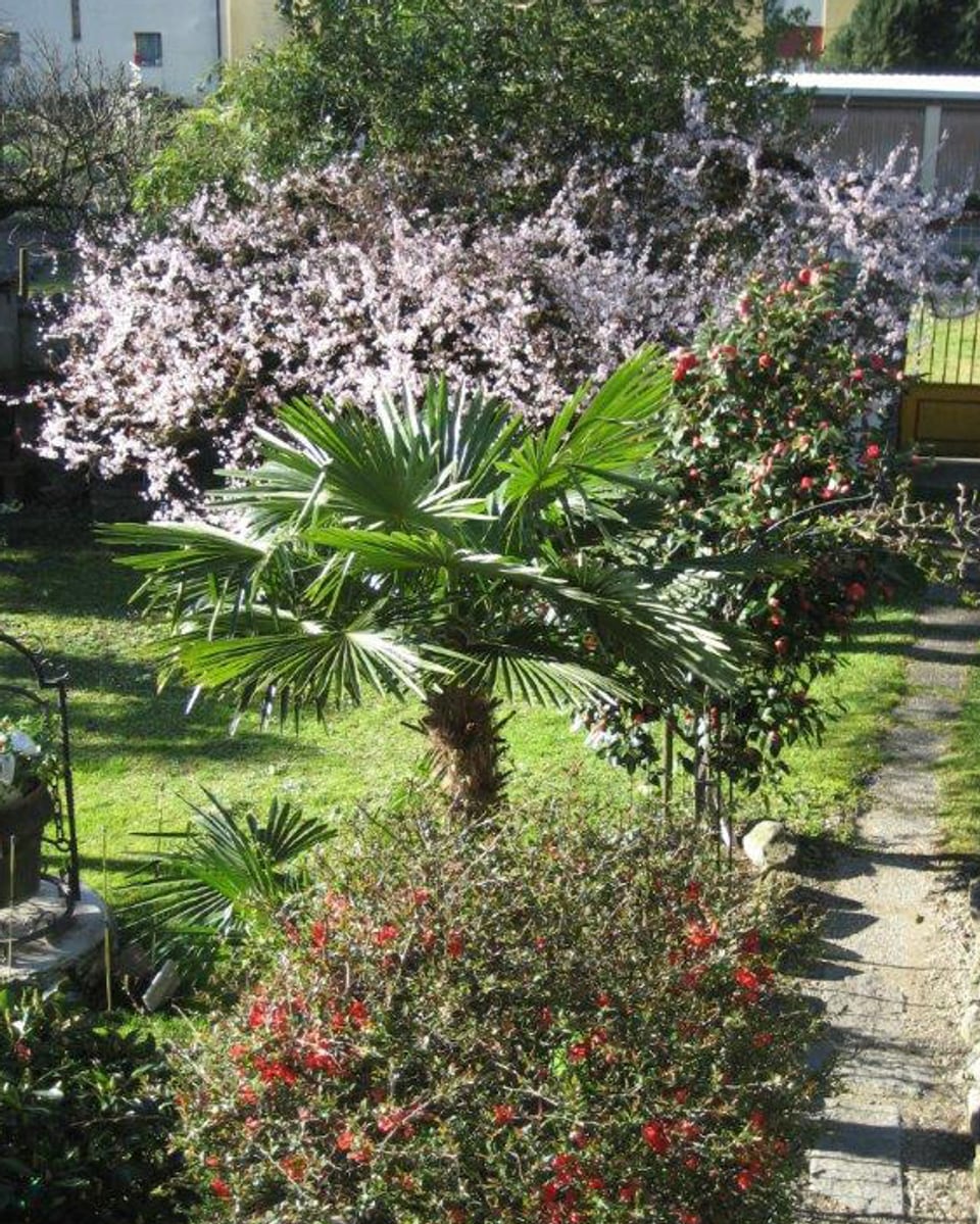 Blick in einen blühenden Garten mit Palme.