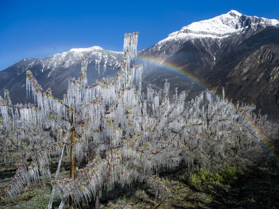 Eiskristalle auf einem mit Wasser besprühten blühenden Aprikosenbaum, im Hintergrund ein Regenbogen vor Bergpanorama 