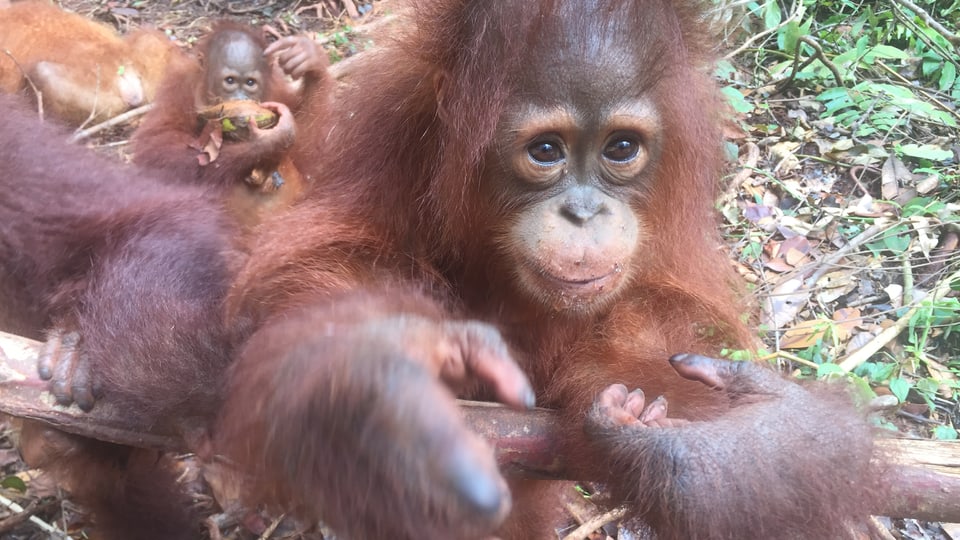 Orangutan-Babys