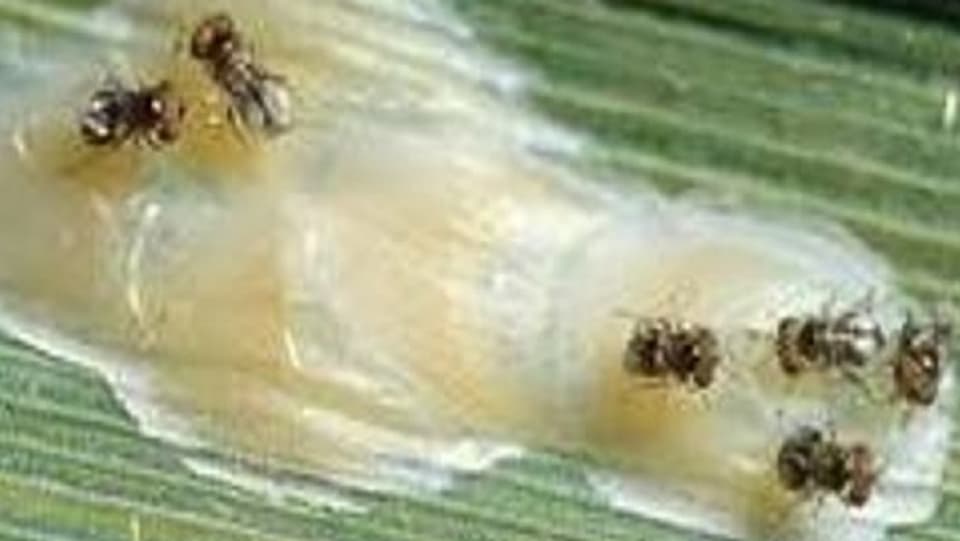 Wespen auf Maiszünsler-Eiern