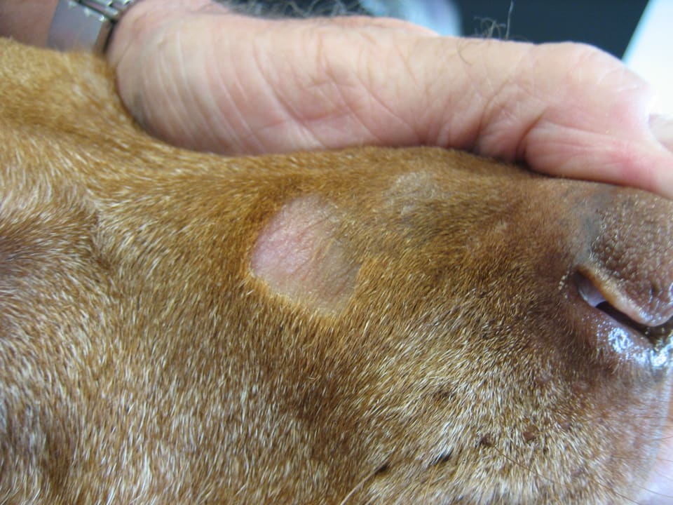 Hundeschnauze mit Loch im Fell und darunter sichtbarer Haut.