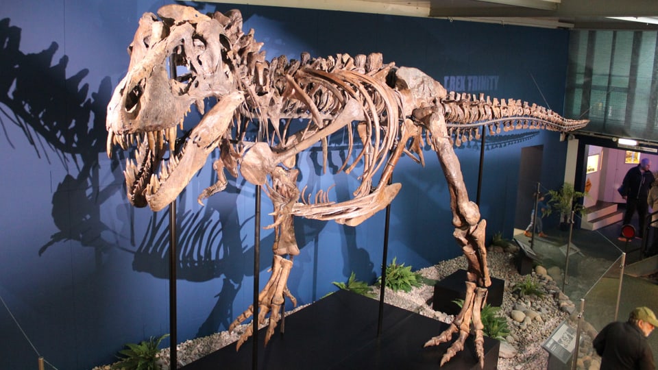 Dinosaurier-Skelett
