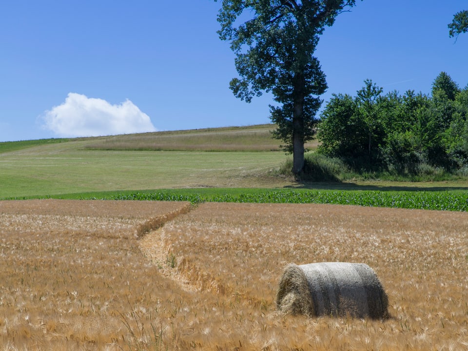 Eine Heuballe hat sich selbstständig gemacht und ist vom Hang in ein Weizenfeld gekullert.
