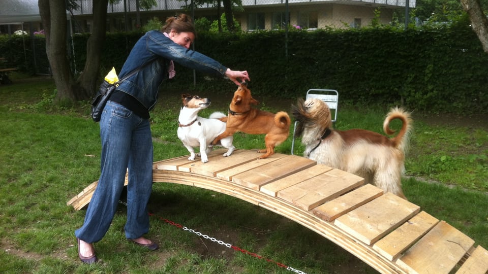 drei Hunde spielen auf einem Holzbogen, einer Holzbrücke