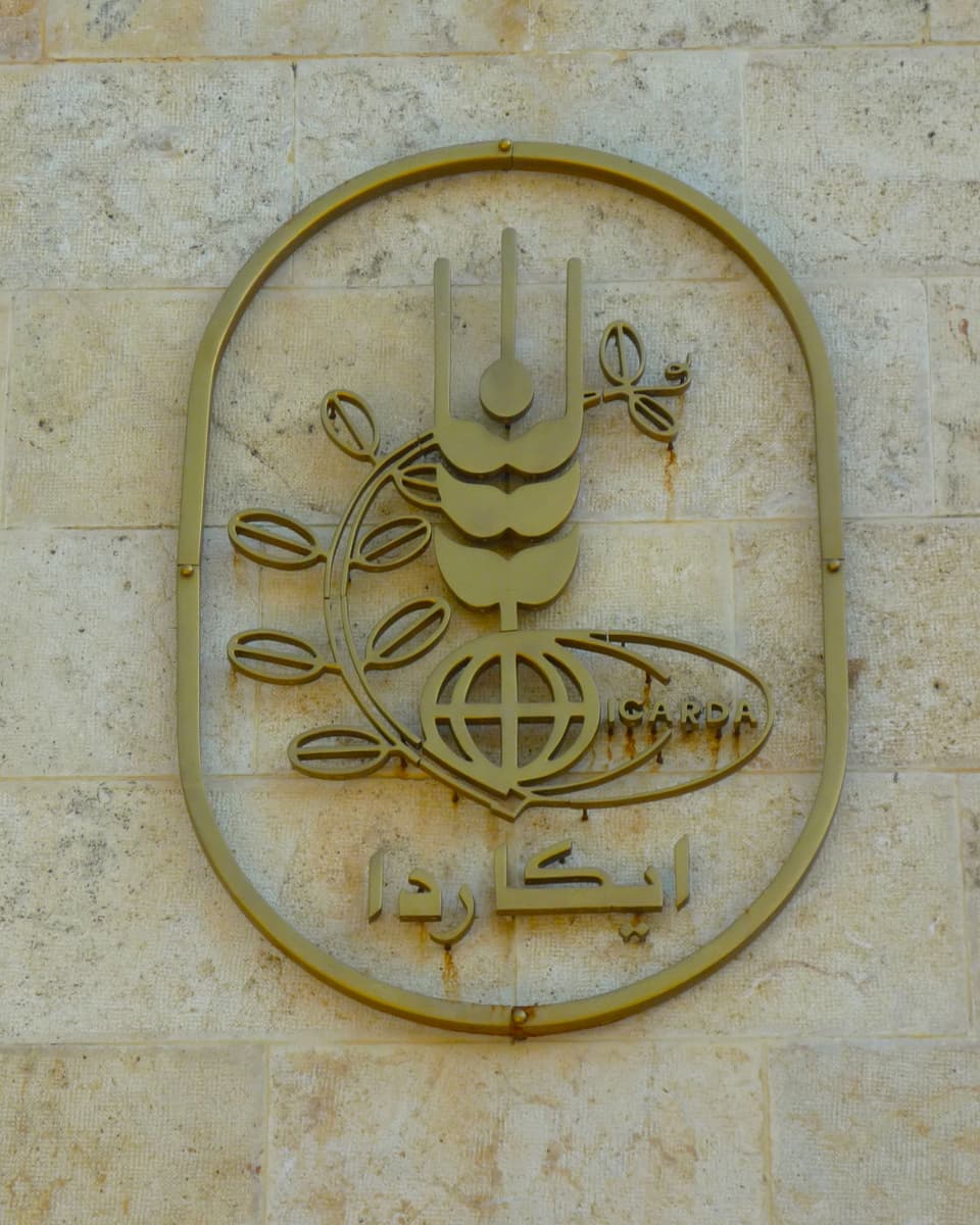 Das Logo von Icarda, in Form einer Getreideähre mit Schriftzug.