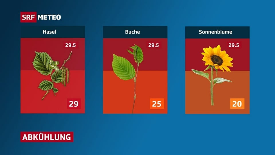 Verschiedene Pflanzen und Temperatur