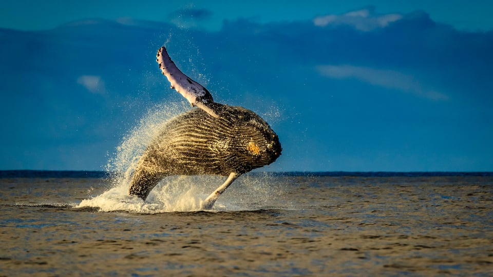 Ein Buckelwal springt aus dem Meer in orangem Licht.