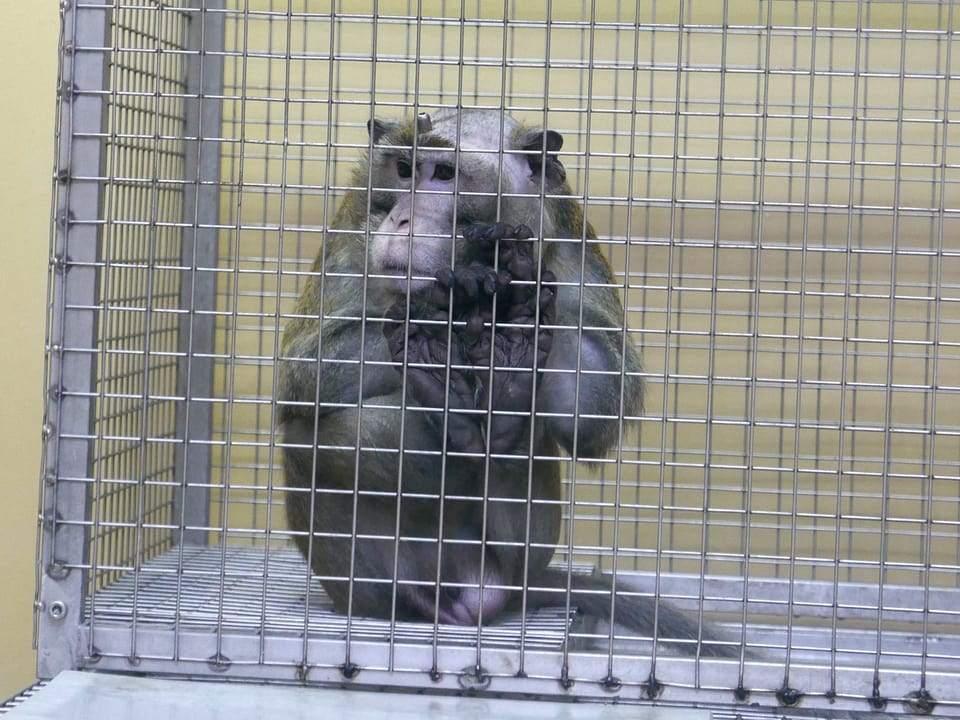 Ein Affe sitzt in einem Käfig, aus dem Kopf ragt ein kleiner Stöpsel.