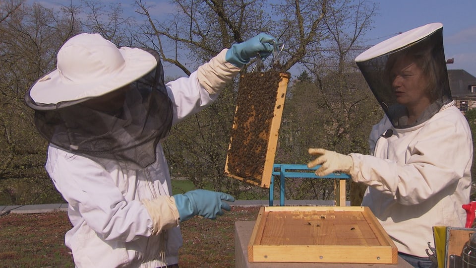 Eine Frau und ein Mann in Imker-Schutzkleidung überprüfen die Bienenwaben.