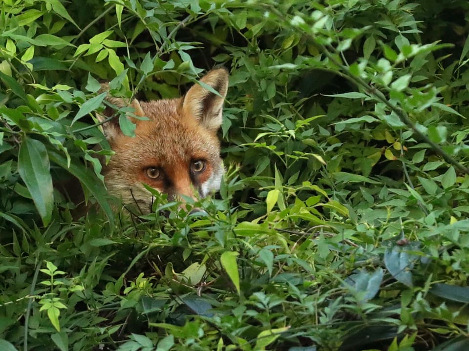 Fuchs schaut aus einem Busch