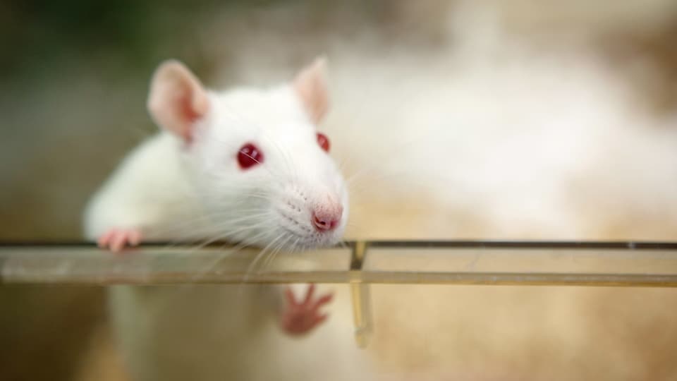 Weisse Ratte in einem transpareten Käfig.